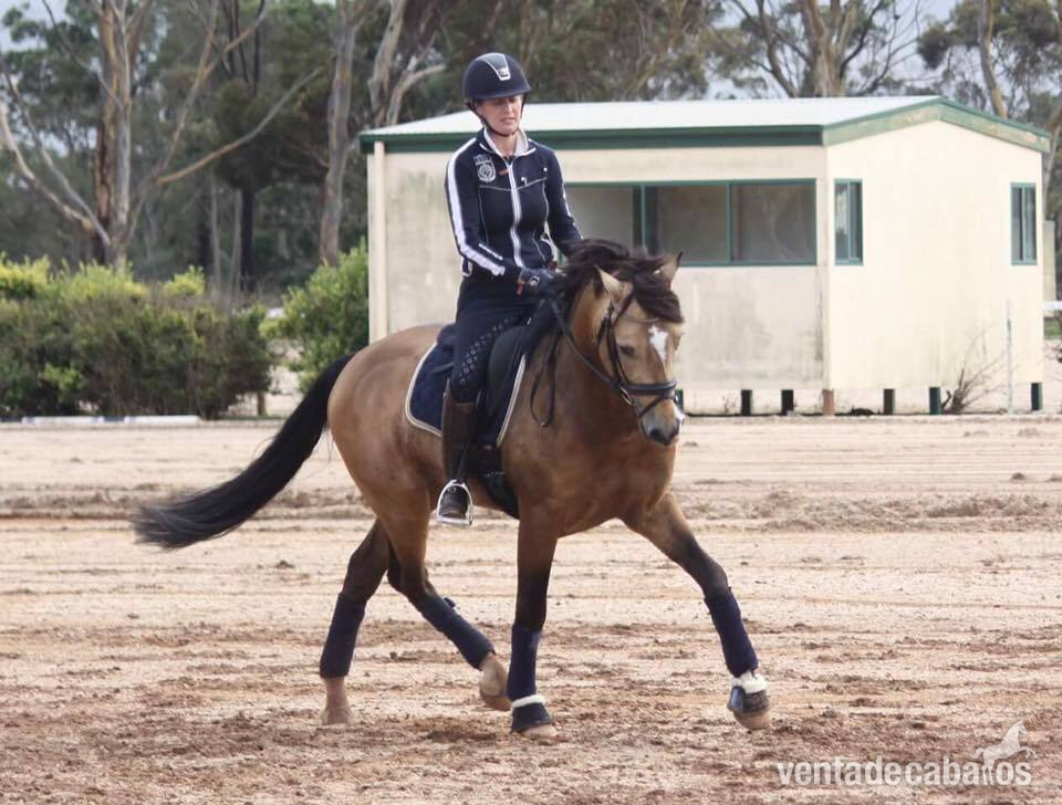 Extraordinario entrenador de doma de 8 años 162 cm castrado maestro de escuela - Caballos Capados hanoverian