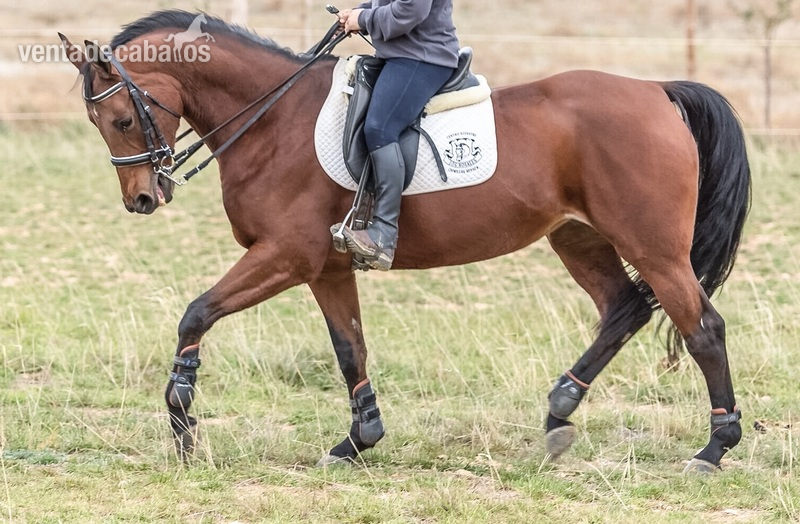 Caballo de Deporte Español (CDE)