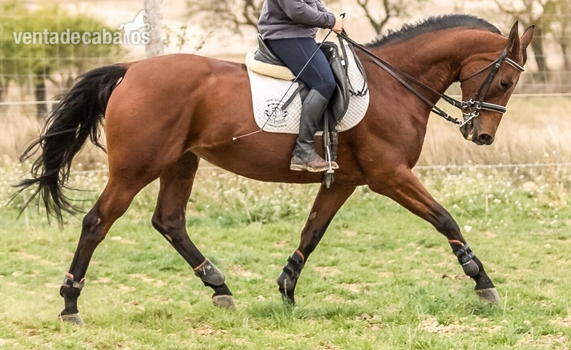 Caballo de Deporte Español (CDE) {TYPE}