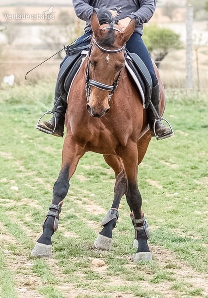 Yeguas Caballo de Deporte Español (CDE) - Yegua de deporte