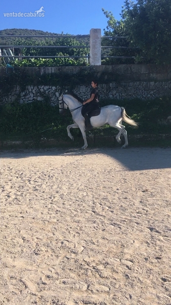 Caballos Capados PRE - PRE domado en alta escuela.