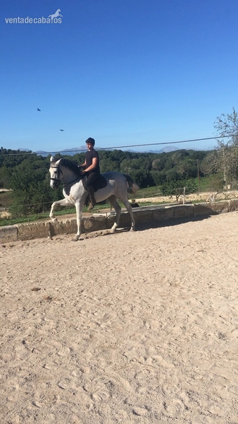 PRE domado en alta escuela. - Caballos Capados PRE