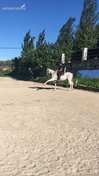 PRE domado en alta escuela. - Caballos Capados