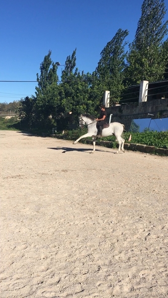 PRE domado en alta escuela. - Caballos Capados