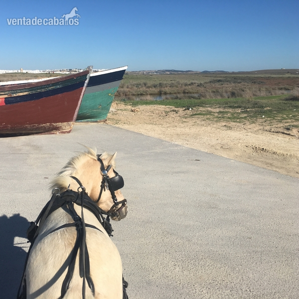 Pony B Perla welhs  in 