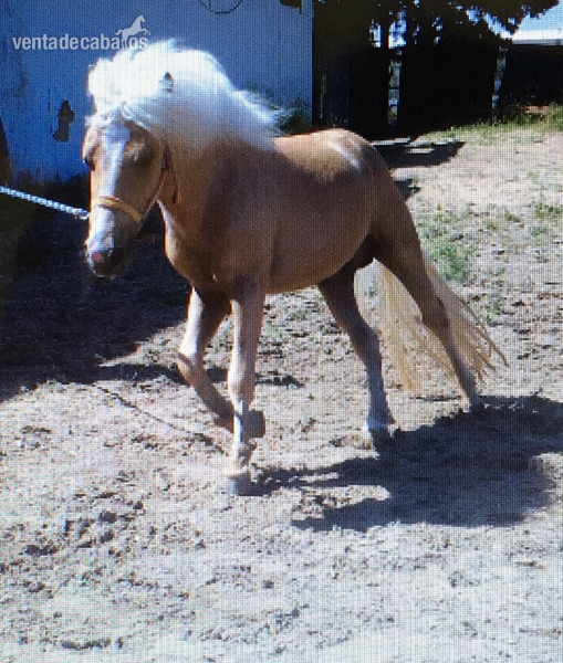 Poni Welsh