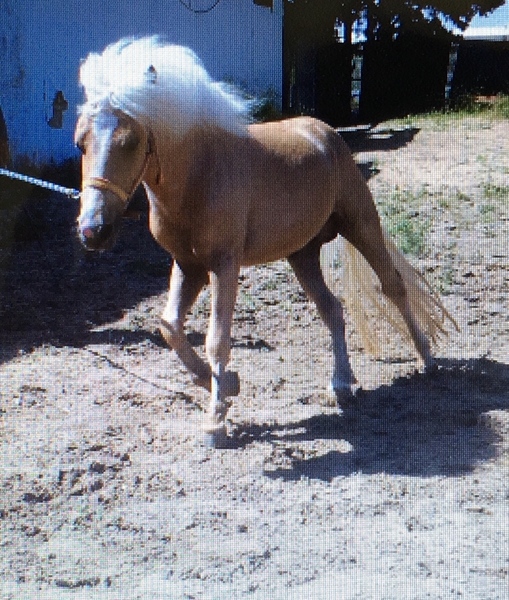 Poni Welsh