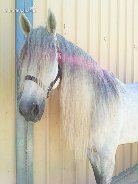 Vendo caballo pura raza española in 