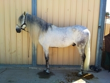 Vendo caballo pura raza española