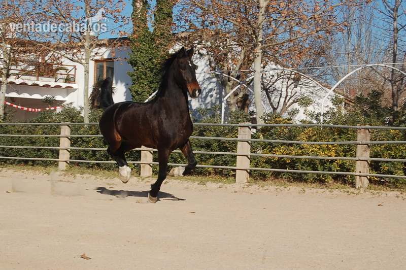 ESPECTACULAR ZORAN KWPN SUPER DOMADO in 