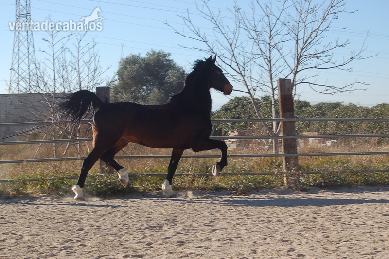 Caballos Capados KWPN - ESPECTACULAR ZORAN KWPN SUPER DOMADO