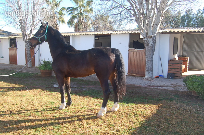 ESPECTACULAR ZORAN KWPN SUPER DOMADO - Caballos Capados KWPN
