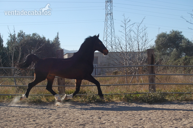 ESPECTACULAR ZORAN KWPN SUPER DOMADO - KWPN