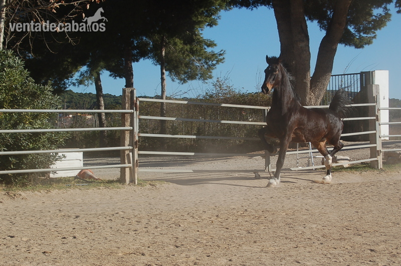 ESPECTACULAR ZORAN KWPN SUPER DOMADO - Caballos Capados