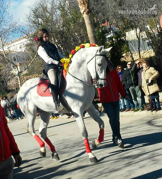 Pura Raza Española {TYPE}