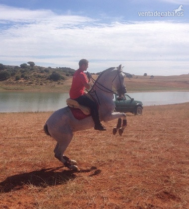 caballo PRE TORDO in 