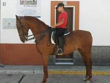 VENDO YEGUA KWPN
