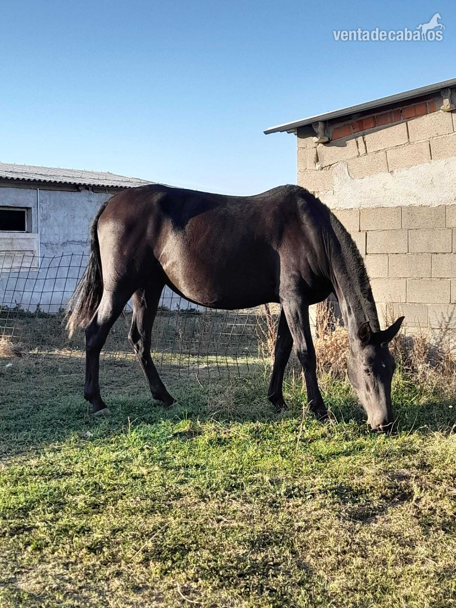 Venta de potra PRE  in 