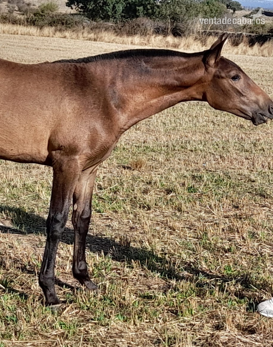 Caballos Pura Raza Española (P.R.E.) EMPTY - Venta de potra PRE 