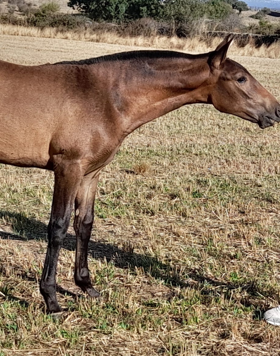Caballos Pura Raza Española (P.R.E.) EMPTY - Venta de potra PRE 