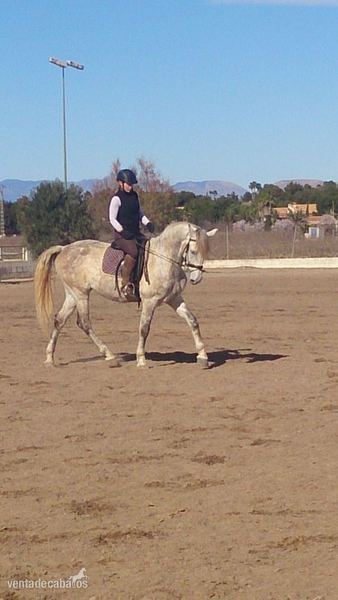 ESPECTACULAR CABALLO TORDO in 