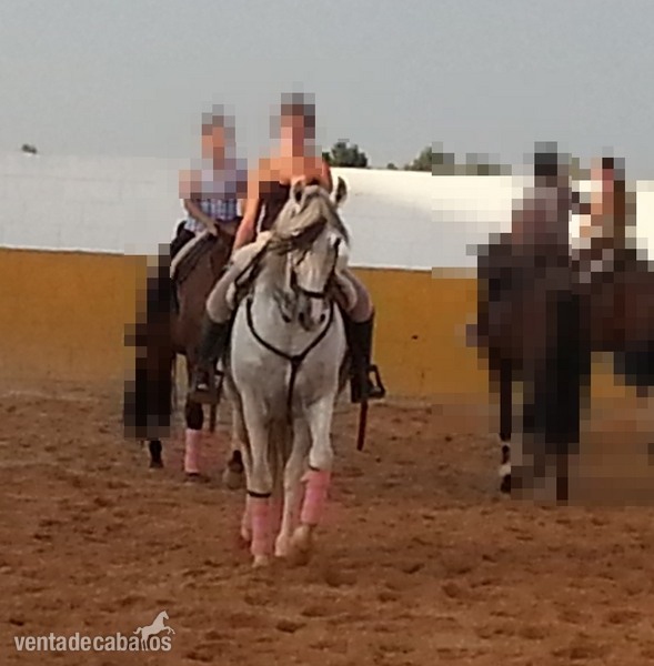 Pura Raza Española {TYPE}