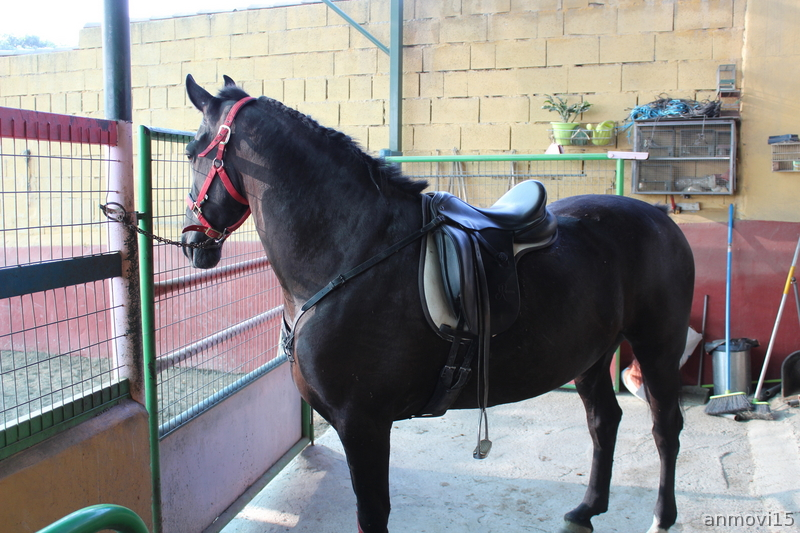 Caballo capado Hispano-Frisón in 