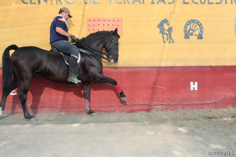 Cruzado Hispano-frisón