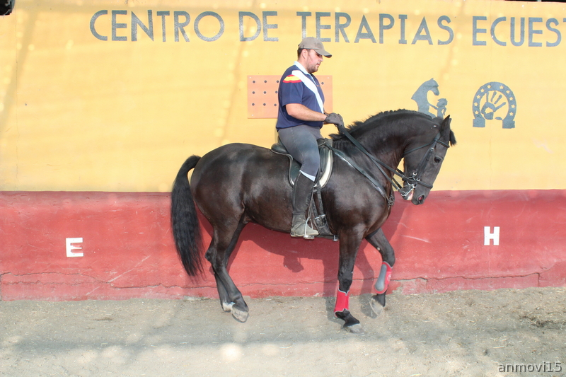Cruzado Hispano-frisón {TYPE}