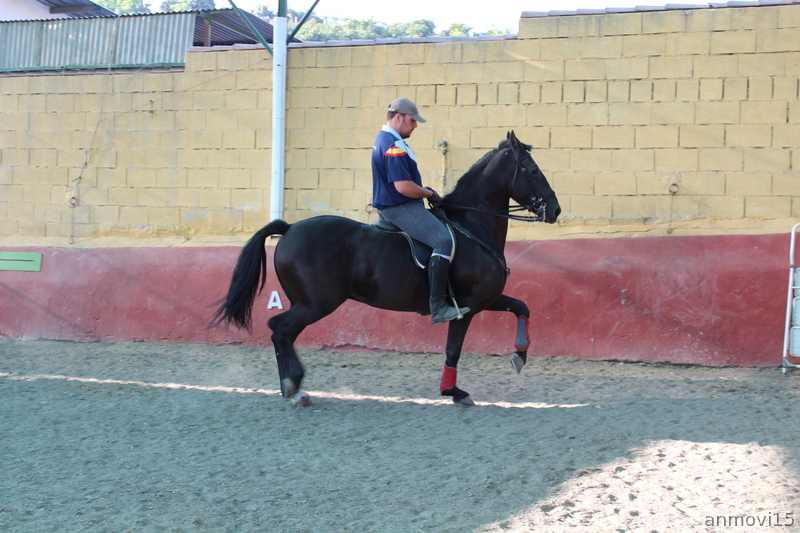Caballos Capados Cruzado Hispano-frisón - Caballo capado Hispano-Frisón