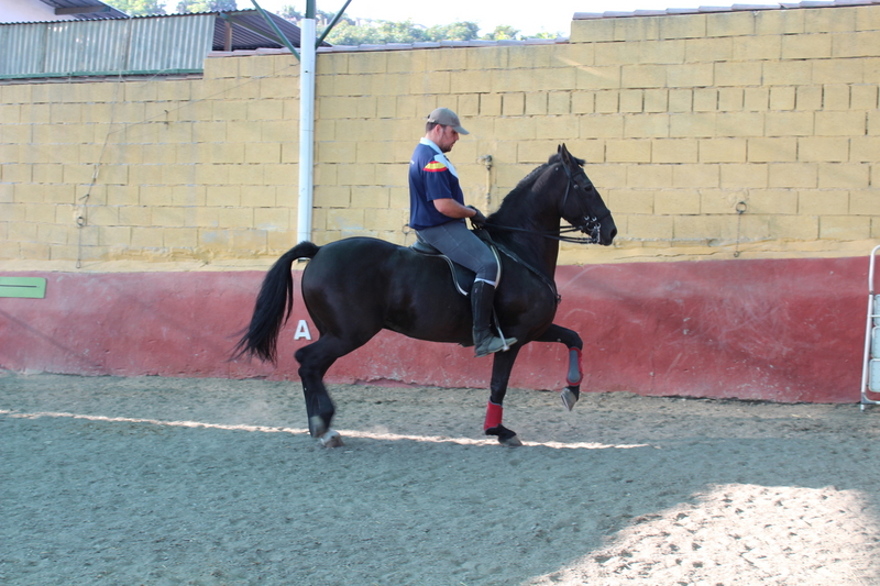 Caballos Capados Cruzado Hispano-frisón - Caballo capado Hispano-Frisón
