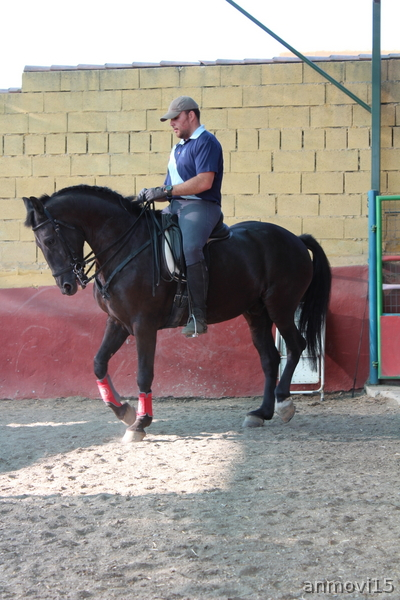 Caballo capado Hispano-Frisón - Caballos Capados Cruzado Hispano-frisón