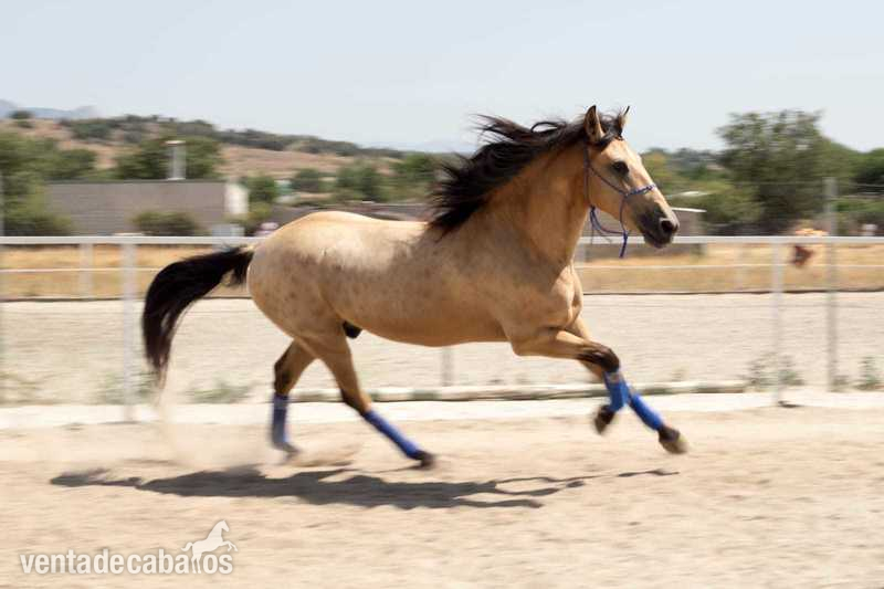 Potro Lusitano Bayo in 