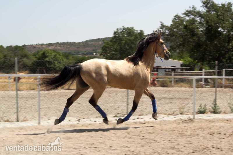 Lusitano