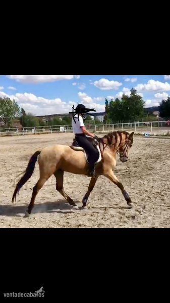 Lusitano {TYPE}