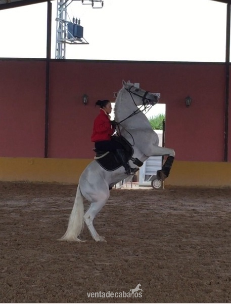Pre tordo haciendo cabriolas  in 