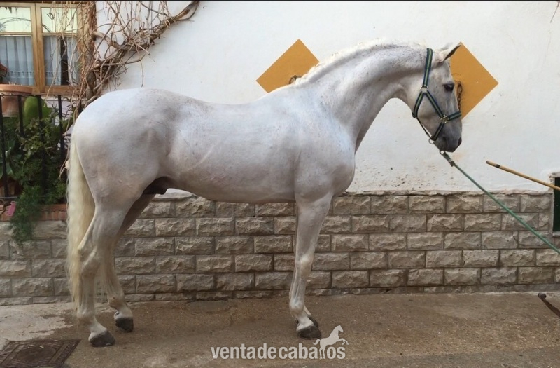 Caballos Pura Raza Española (P.R.E.) Pura Raza Española - Pre tordo haciendo cabriolas 