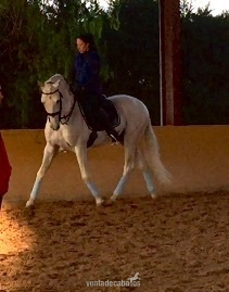Pre tordo haciendo cabriolas  - Caballos Pura Raza Española (P.R.E.) Pura Raza Española