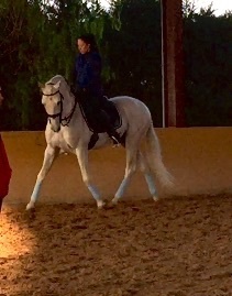 Pre tordo haciendo cabriolas  - Caballos Pura Raza Española (P.R.E.) Pura Raza Española