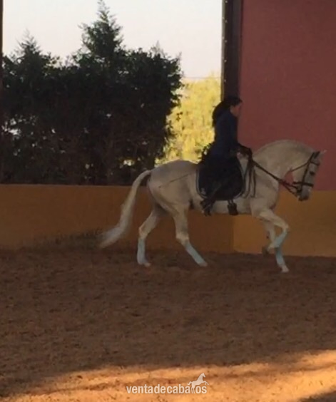 Pre tordo haciendo cabriolas  - Pura Raza Española