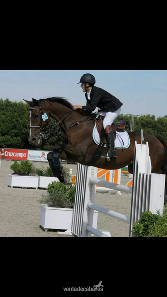caballo de salto angloarabe in 