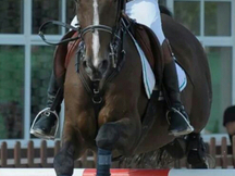 caballo de salto angloarabe
