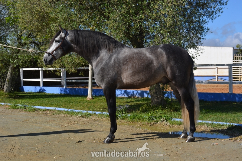 Caballos Pura Raza Española (P.R.E.) Pura Raza Española - Potro Pura Raza Español Bohórquez. PRE