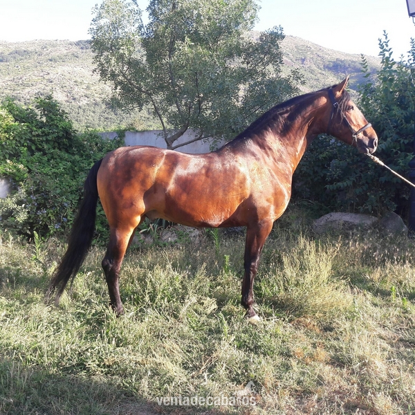 Castrado / gelding in 