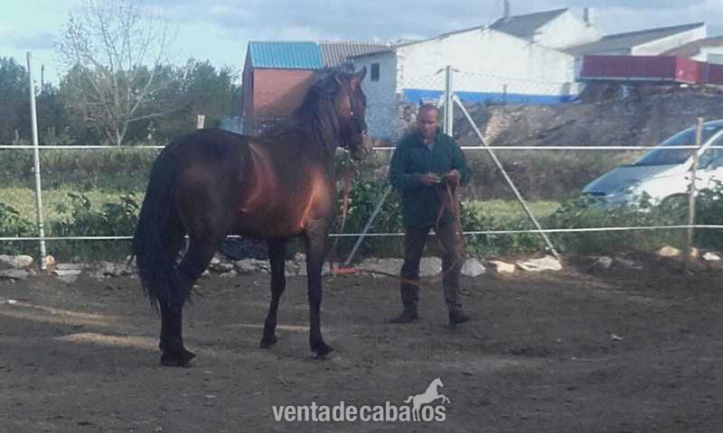 Potros precio montado in 