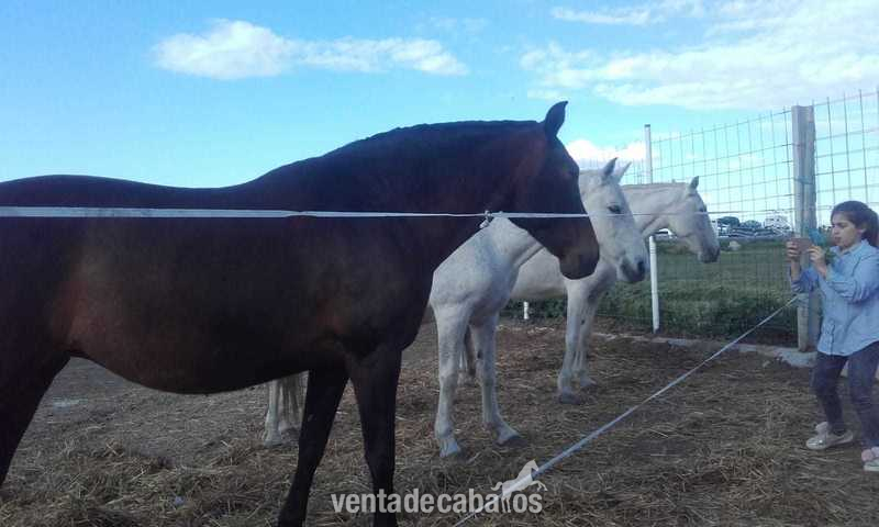 Caballos Pura Raza Española (P.R.E.) Pura Raza Española - Potros precio montado