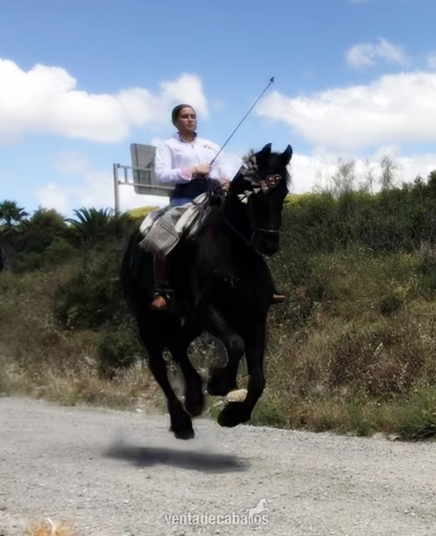 Caballo Hispano Árabe Frisón - Vendo yegua frison