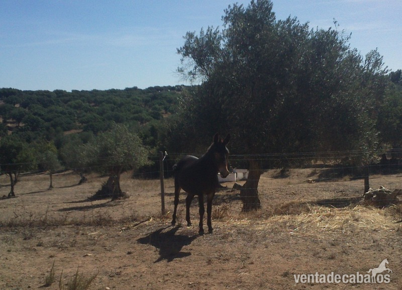 Caballo Hispano Árabe Mulo - Vendo macho com 1 ano