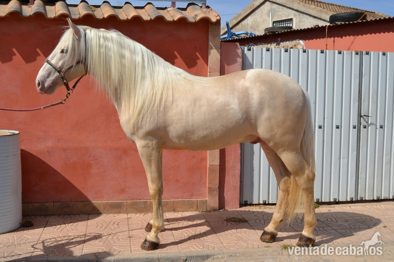 Lusitano