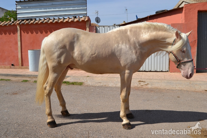 Lusitano {TYPE}